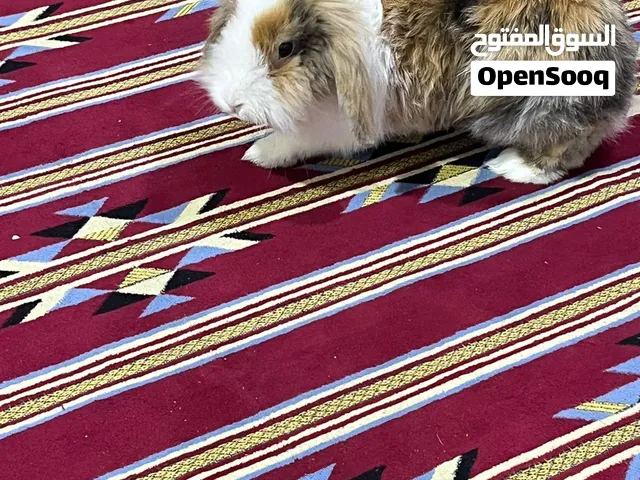 اليف فول جمال احله من بصوره