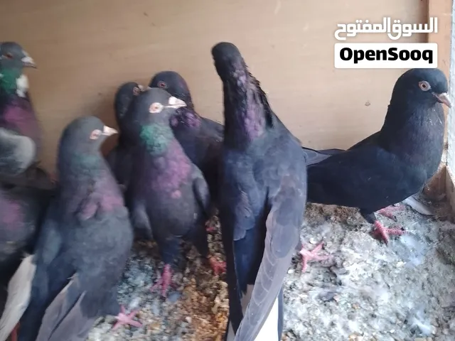 متاح حمام الوت صيد