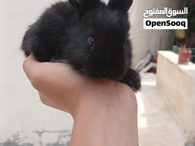مطلوب بومة مقزمة للبدل على ارانب