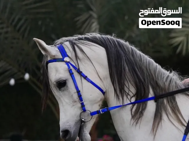 حصان بلدي عمر4