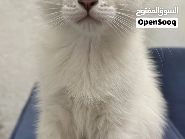 قطط بسعر مغري جدا