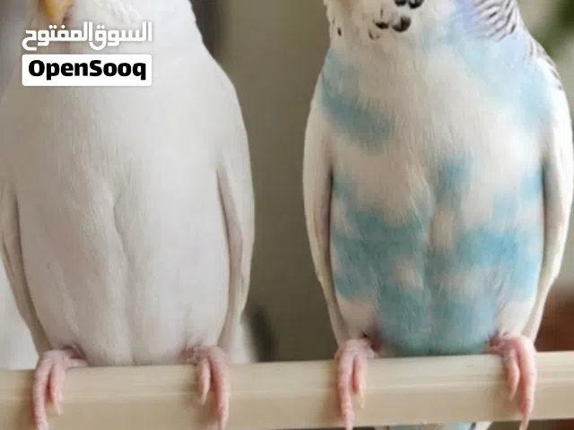 عصافير استرالي للبيع250جنيه