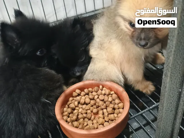جراوي بومرنيانً