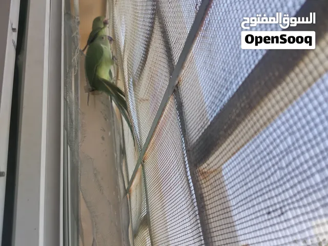 دره الاخظر يتكلمن خفيف حبتين ذكر و أنثى