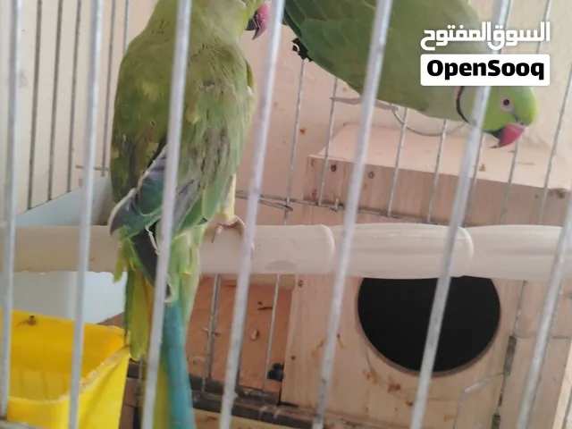 أقرأ الوصف