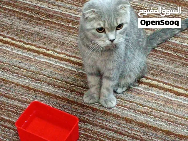 للبيع باسرع وقت مشان اهل البيت