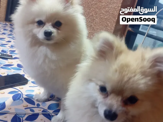 كلاب للبيع