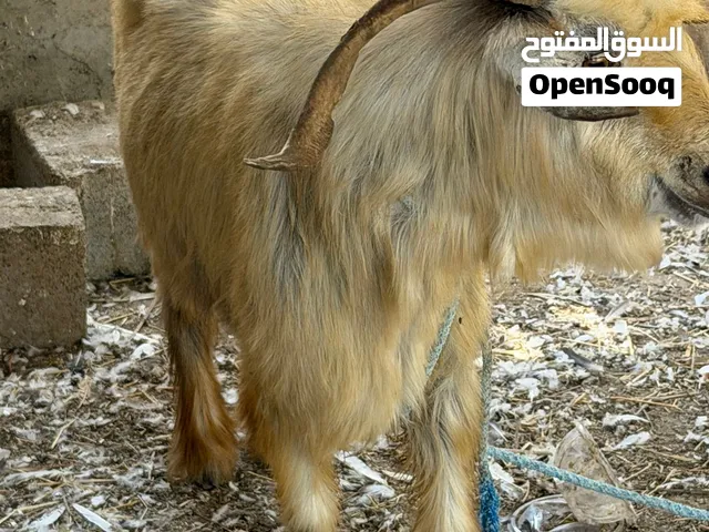للبيع تيس مد وشور وحار