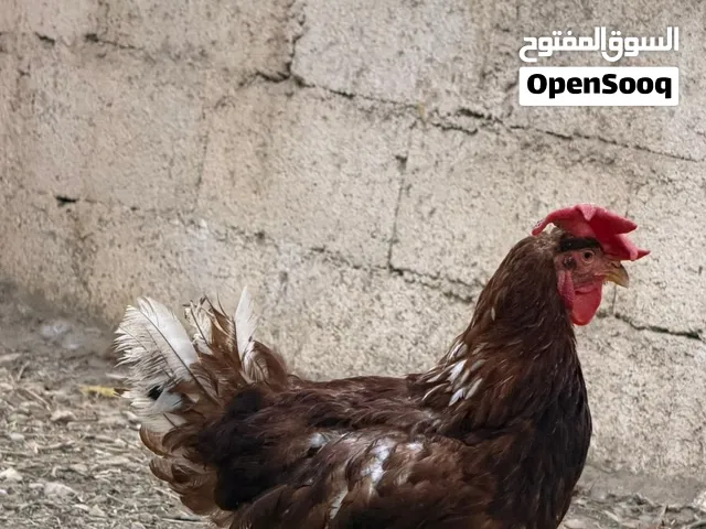 ديك هولمان اصلي