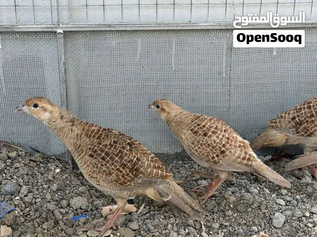 صفارد باكستانيه