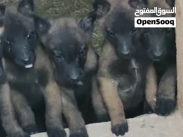 جراوى مالينو
