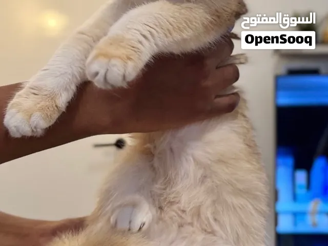 انثي بريتيش شورت هير Ny12 تحمل شهادة نسب الام و الاب مسجلين بيور