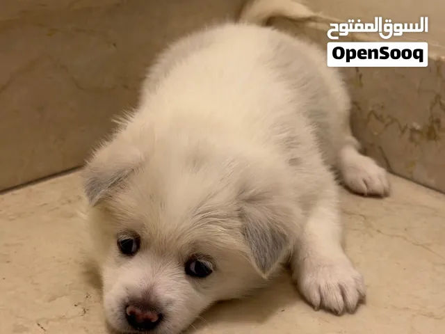Adorable 3-month Husky-Shitzhu