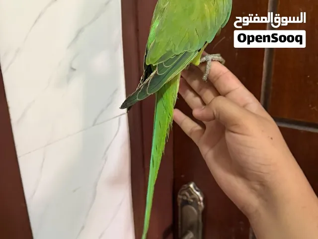 دره اليف جداا سعر حرق