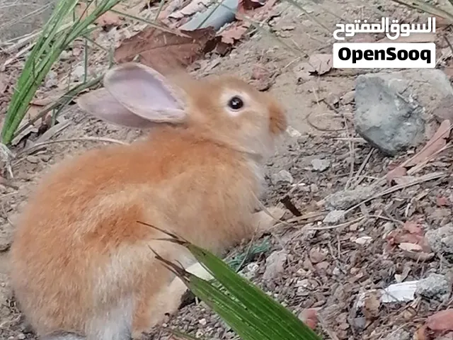 للبيع ارنب ذكر. محلي.  بصحه جيده متوسط الحجم.