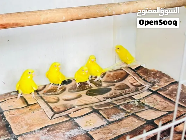 محكمه الكزبزه الجديده