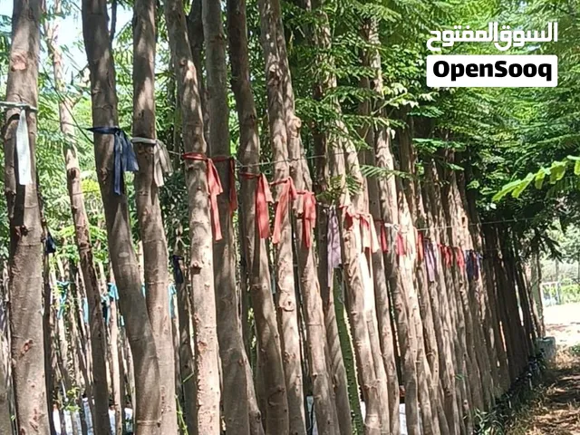 تنسيق حدائق وزراعة