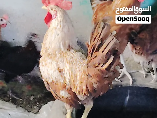 ديج عماني كبار (ديك ضخم) يصلح للذبح او للتربية و الانتاج من 3 ريالات  عدد 15