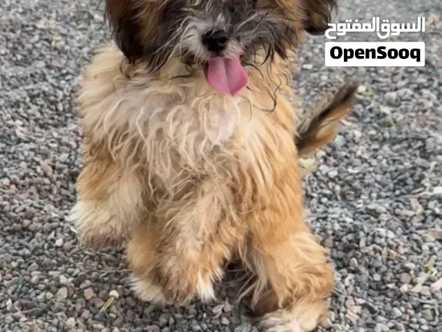 للبيع كلب جرو