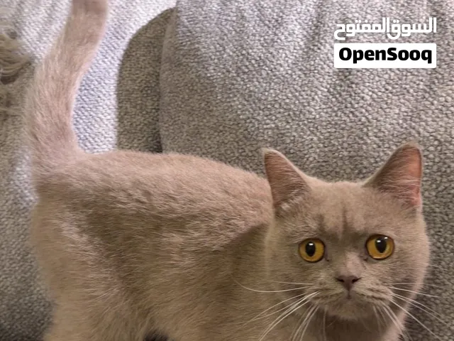 male british shorthair one year old