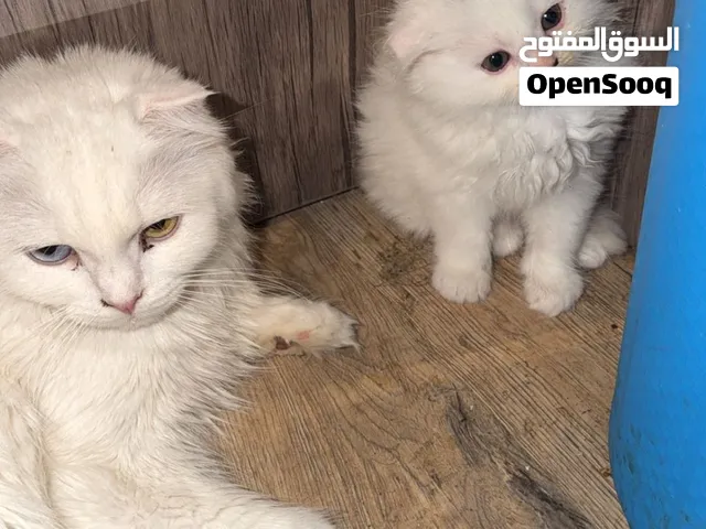 قط شيرازي ابيض