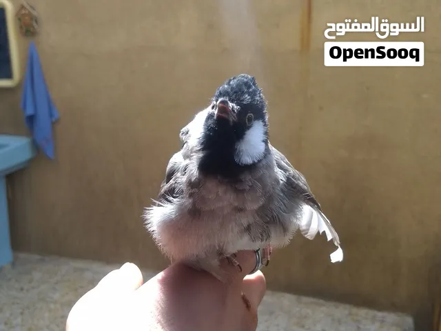 بلبل الف طينه طفره مسبك وغرابي