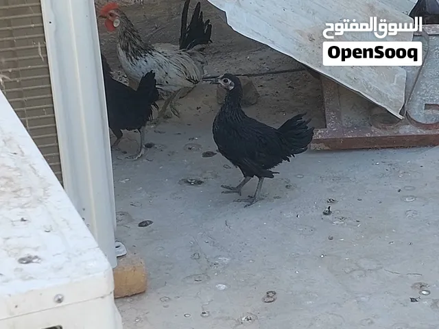 للبيع فراريج عدد 2 وديج 1 العمر 4 اشهر الشراي يراسل وبي خير ويدلل