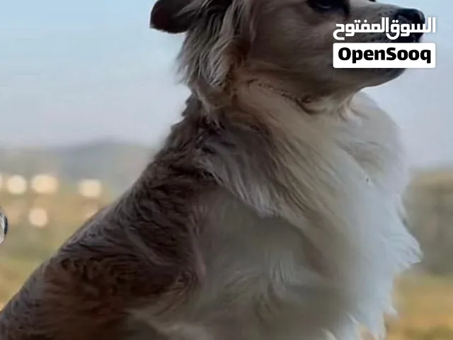 مطلوب فحل لولو فوكس