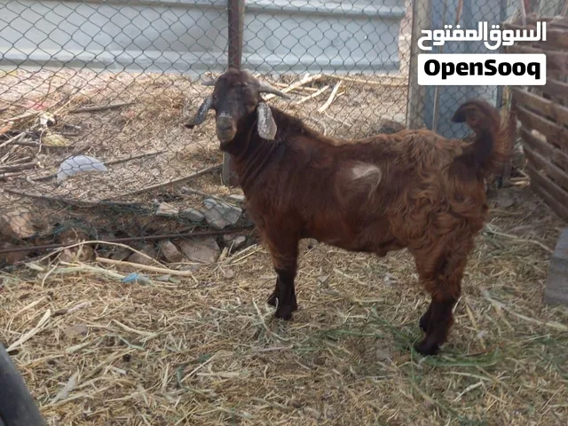 تيس مهجن بالكلاهاري