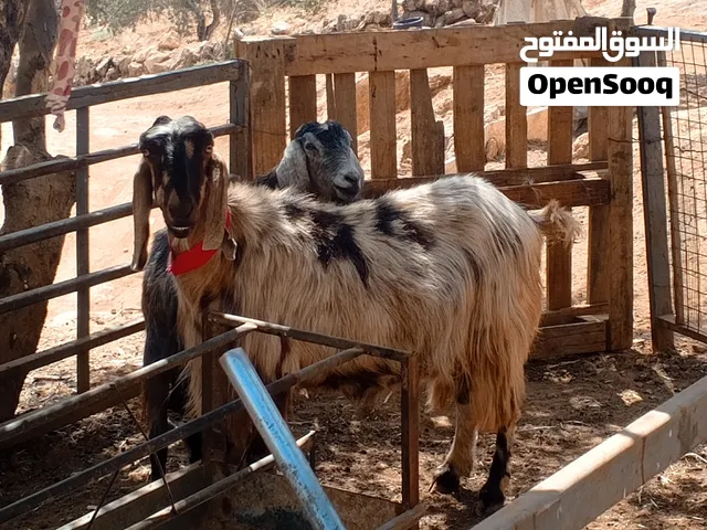 للبيع عنز هنديه قطعة فحل نخب اول اول يلي يدور مقنوي