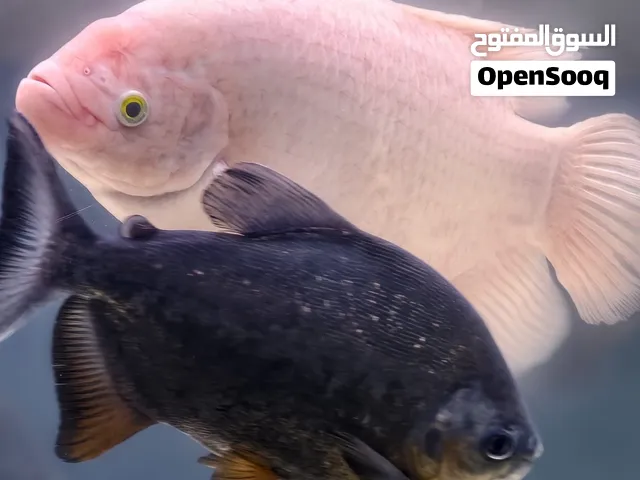1pc Giant gaurami for sale 15 BD