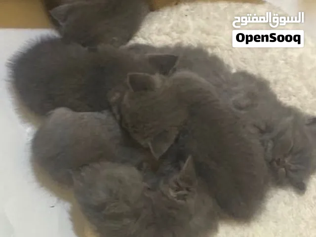 كيتن سكوتش للبيع
