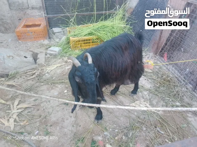 عنز معاشير