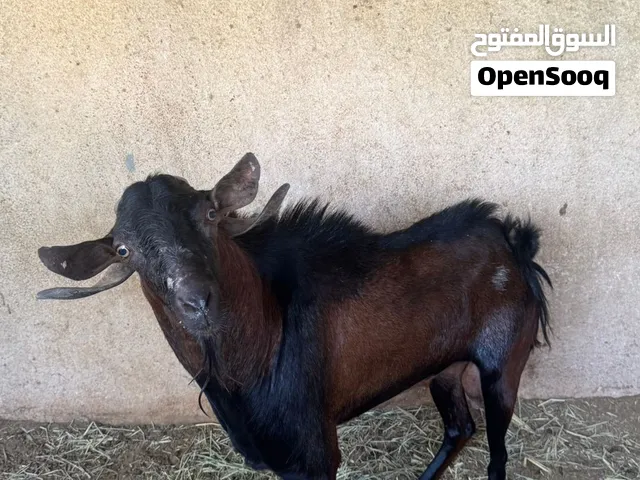 تيس صلالي حار جدا