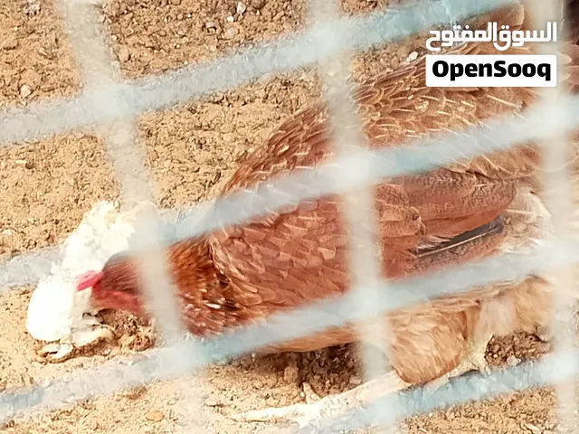 دجاج عربي ديما يكرك يرقد تحطه في استراحة تتعبأ دجاج