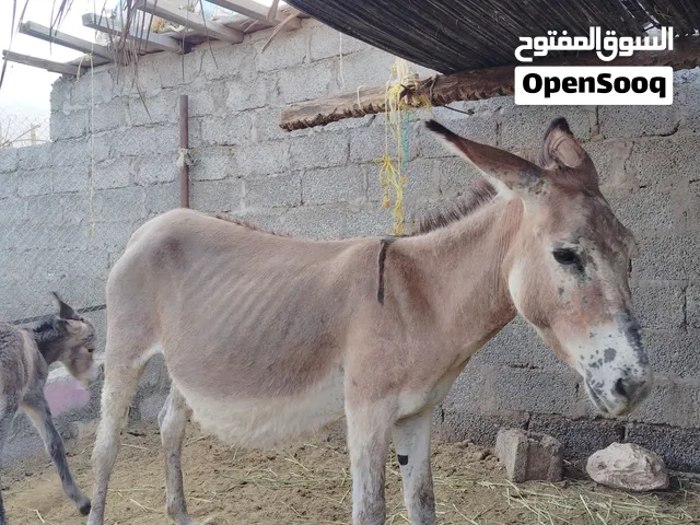 حماره و ولادها