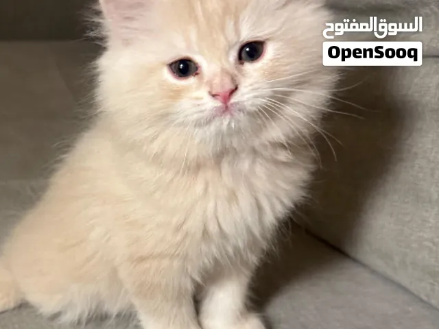 5 قطط شيرازي للبيع / 5 shirazi kittens for sale