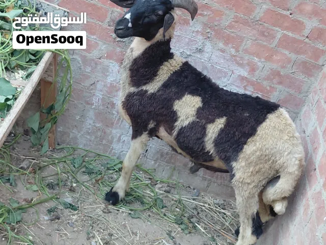 خروف أوسيمي