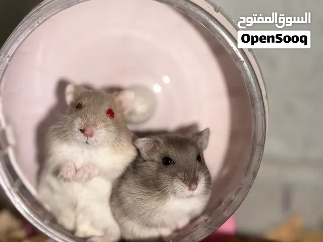 همستر روسي