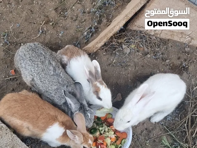 أرانب هجين