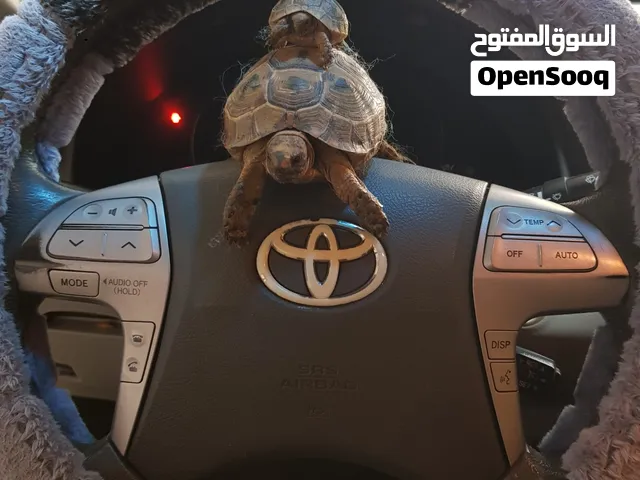 للبيع جوز سلاحف ذكر وانثى احتمال كبير الانثى حامله بيض تربيه منزليه