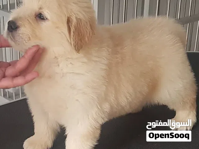 Golden Retriever Puppies for Adoption