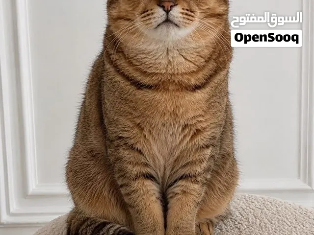 قطة سكوتش فولد ذكر