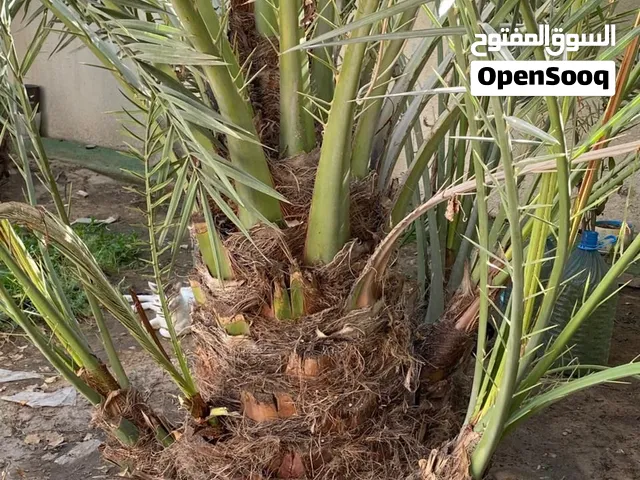 فسائل نخل برحي حر العدد 8 فسائل