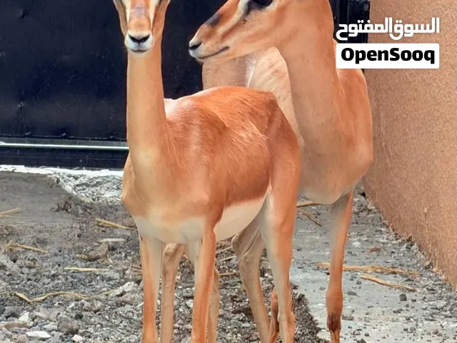 زوج غزلان للبيع
