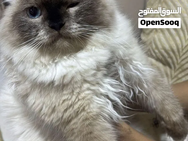 قط ذكر سكوتش هملايا