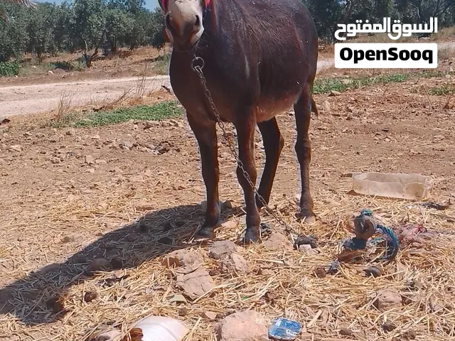 حمار للبيع