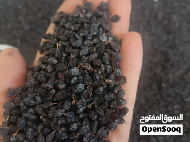 البرباريس الأسود