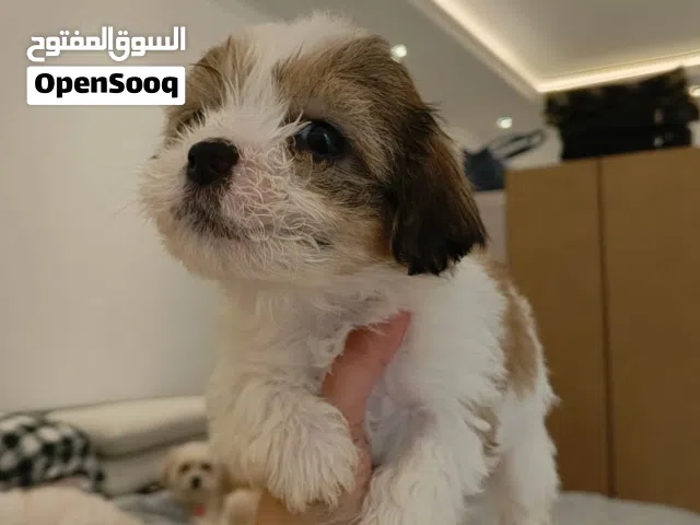 HAVAPOM,POODLE, COCKER SPANIEL,MALTIPOO, SHIHTZU,POMERANIAN