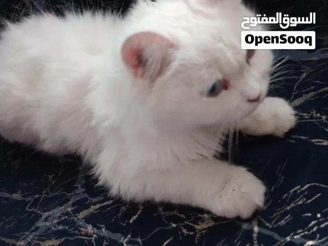 قطه انغورا بيضاء تركيه